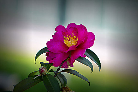 soi cầu 286